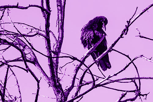 Glaze Eyed Crow Tilting Head Among Dead Tree Branches (Purple Shade)