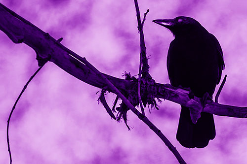 Glazed Eyed Crow Gazing Sideways Along Sloping Tree Branch (Purple Shade Photo)