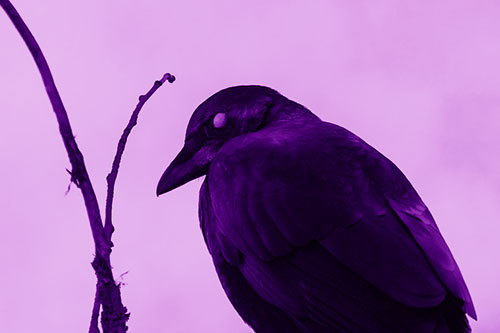 Glazed Eyed Crow Hunched Over Atop Tree Branch (Purple Shade Photo)