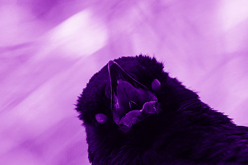 Glazed Eyed Tongue Screaming Crow (Purple Shade Photo)