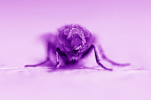 Glistening Cluster Fly Sticking Tongue Out (Purple Shade)