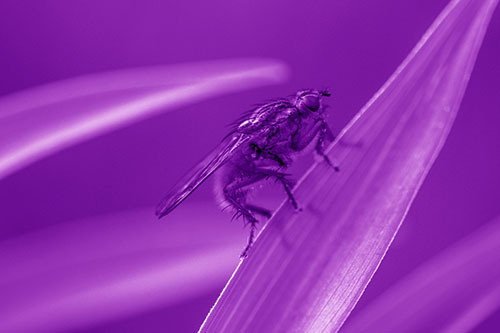 Golden Dung Fly Perched Along Sloping Fescue Grass Blade (Purple Shade)