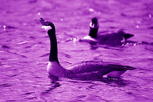Goose Honking Loudly On Lake Water (Purple Shade Photo)