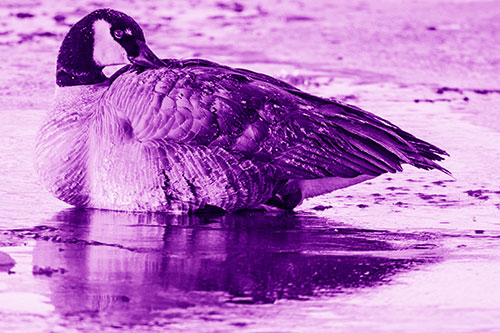 Goose Resting Atop Ice Frozen River (Purple Shade Photo)