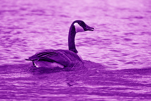Goose Swimming Down River Water (Purple Shade Photo)