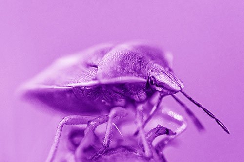 Gorse Shieldbug Standing Atop Gumplant (Purple Shade)