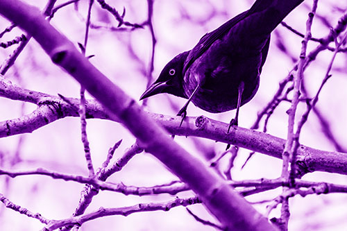 Grackle Balances Among Twisting Tree Branches (Purple Shade Photo)
