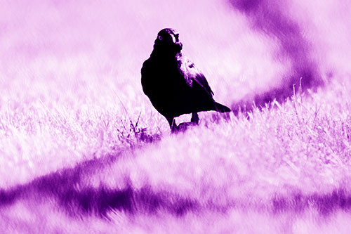 Grackle Bird Walking Down Shadow Line (Purple Shade Photo)
