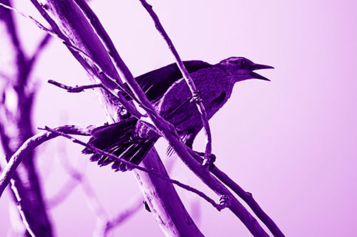 Grackle Croaks Along Slanted Tree Branch (Purple Shade Photo)