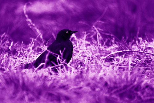 Grackle Standing Among Grass (Purple Shade Photo)