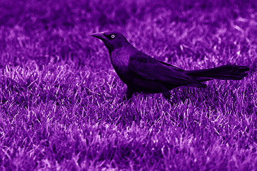 Grackle Walking Among Fresh Cut Grass (Purple Shade)