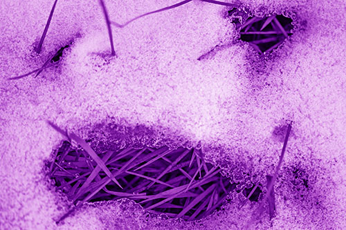 Grass Blade Face Pierces Through Melting Snow (Purple Shade Photo)