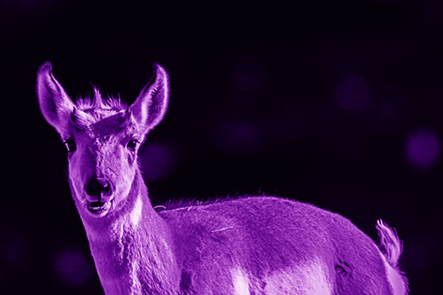 Grass Chewing Pronghorn Watches Ahead (Purple Shade Photo)