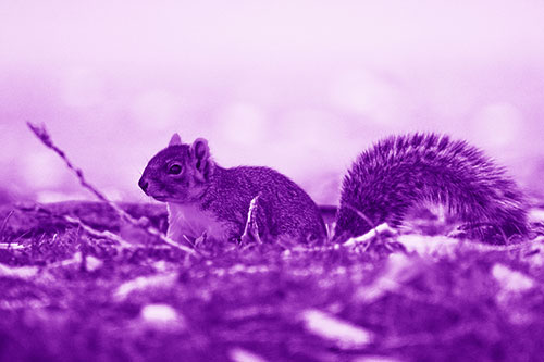 Grass Crouching Squirrel Beyond Broken Tree Branch (Purple Shade Photo)