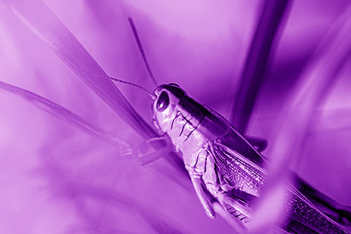 Grasshopper Clasps Ahold Multiple Grass Blades (Purple Shade Photo)