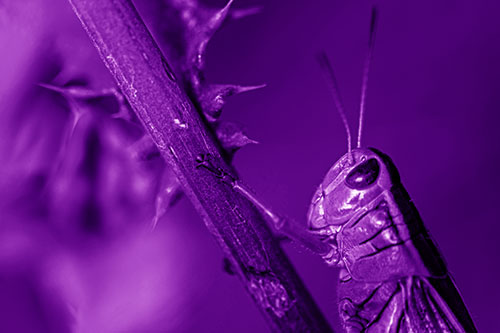 Grasshopper Hangs Onto Weed Stem (Purple Shade Photo)