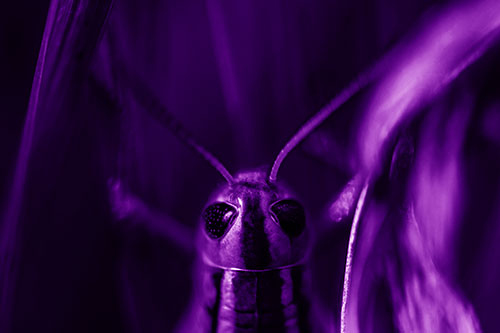 Grasshopper Holds Tightly Among Windy Grass Blades (Purple Shade Photo)