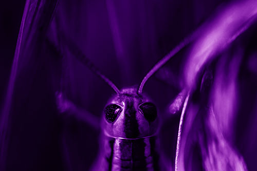 Grasshopper Holds Tightly Among Windy Grass Blades (Purple Shade)