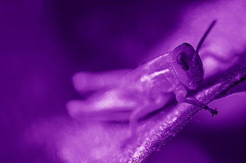Grasshopper Laying Down Atop Leaf Petal (Purple Shade Photo)