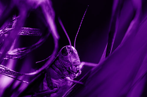 Grasshopper Perched Between Dead And Alive Grass (Purple Shade Photo)