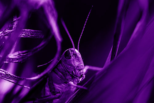 Grasshopper Perched Between Dead And Alive Grass (Purple Shade)