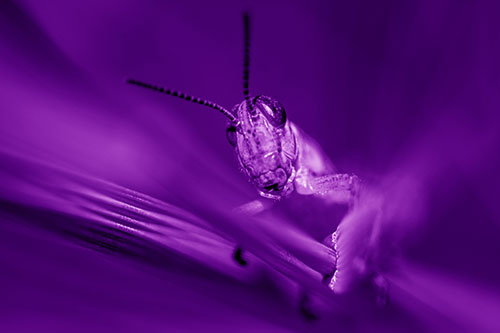 Grasshopper Rides Grass Blades Among Wind (Purple Shade)