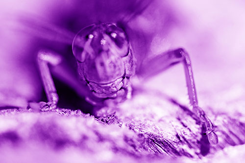 Grasshopper Smiles Among Tree Stump (Purple Shade Photo)