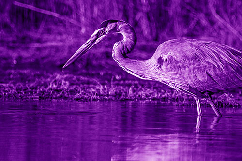 Great Blue Heron Beak Dripping Water (Purple Shade Photo)