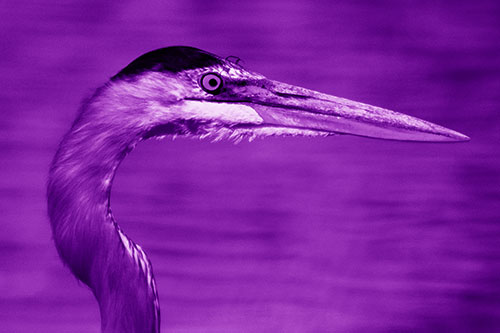 Great Blue Heron Beyond Water Reed Grass (Purple Shade Photo)