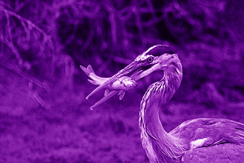 Great Blue Heron Clamps Trout Fish Between Beak (Purple Shade)