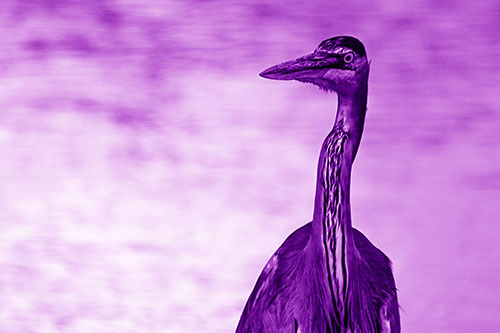 Great Blue Heron Glancing Among River (Purple Shade Photo)
