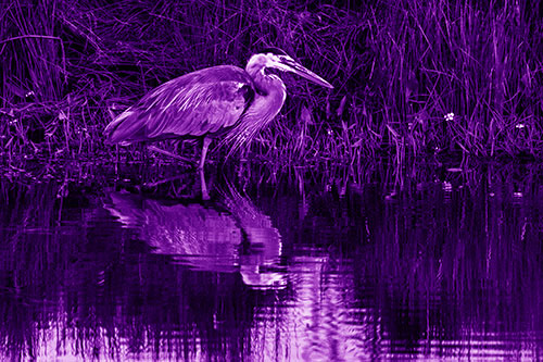 Great Blue Heron Searching Shoreline (Purple Shade)