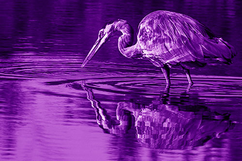 Great Blue Heron Snatches Pond Fish (Purple Shade Photo)