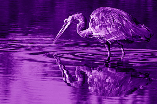 Great Blue Heron Snatches Pond Fish (Purple Shade)