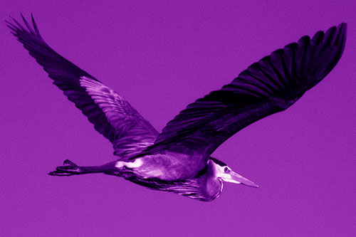 Great Blue Heron Soaring The Sky (Purple Shade Photo)