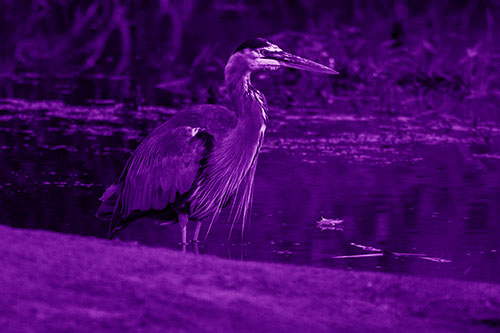 Great Blue Heron Standing Among Shallow Water (Purple Shade Photo)