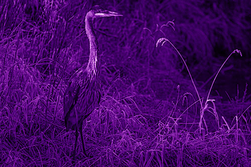 Great Blue Heron Standing Tall Among Feather Reed Grass (Purple Shade Photo)