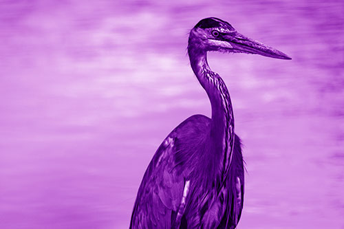 Great Blue Heron Standing Tall Among River Water (Purple Shade Photo)