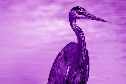 Great Blue Heron Standing Tall Among River Water (Purple Shade)