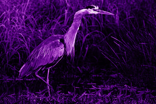 Great Blue Heron Wading Across River (Purple Shade)