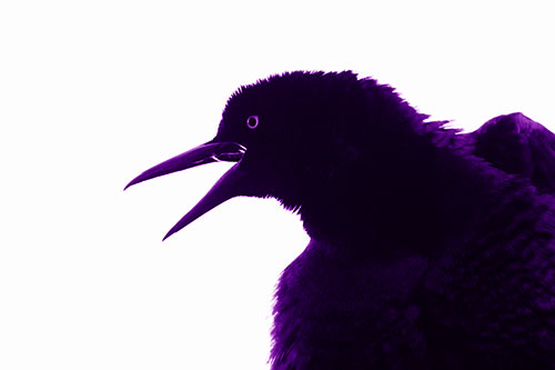 Great Tailed Grackle Croaks Among Sunlight (Purple Shade)