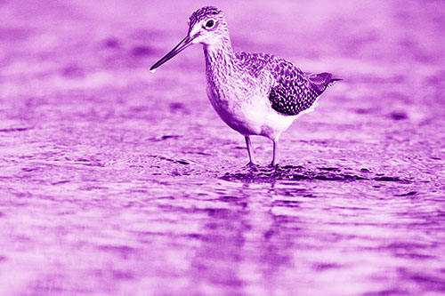 Greater Yellowlegs Bird Dripping Water From Beak (Purple Shade Photo)