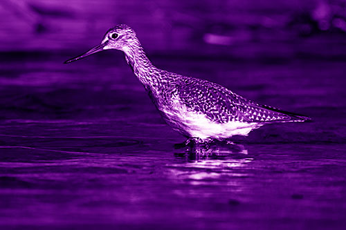 Greater Yellowlegs Bird Hunting For Fish (Purple Shade Photo)