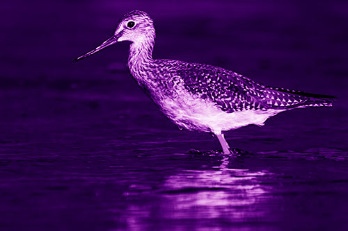 Greater Yellowlegs Bird Leaning Forward On Water (Purple Shade Photo)
