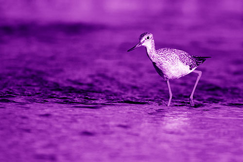 Greater Yellowlegs Bird Walking On River Water (Purple Shade Photo)