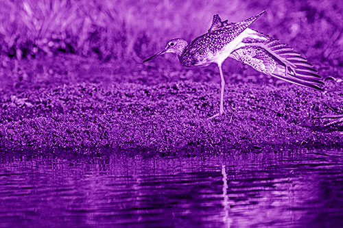 Greater Yellowlegs Stretching Along River Shore (Purple Shade)