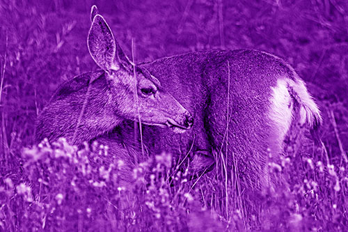 Grooming Mule Deer Bending Backwards Among Vegetation (Purple Shade)