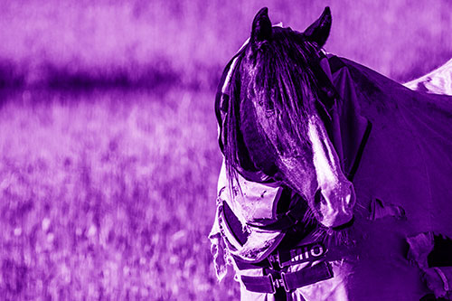 Hair Bang Horse Glancing Sideways In Coat (Purple Shade Photo)