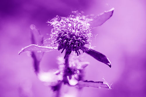 Hairy Gumplant Flower Embracing Sunshine (Purple Shade Photo)