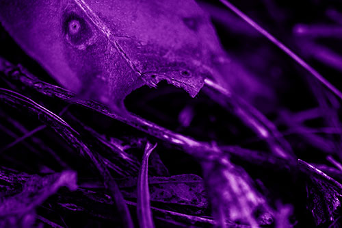 Hairy Screaming Leaf Face Among Sticks (Purple Shade Photo)